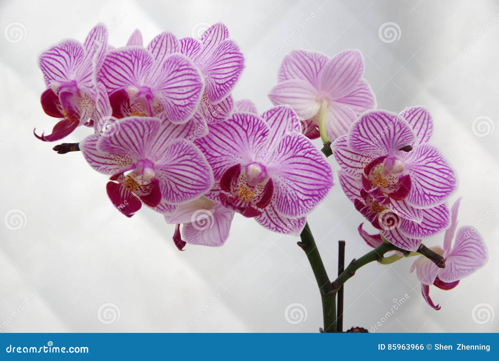 Butterfly Orchid stock photo. Image of phalaenopsis, orchids 85963966
