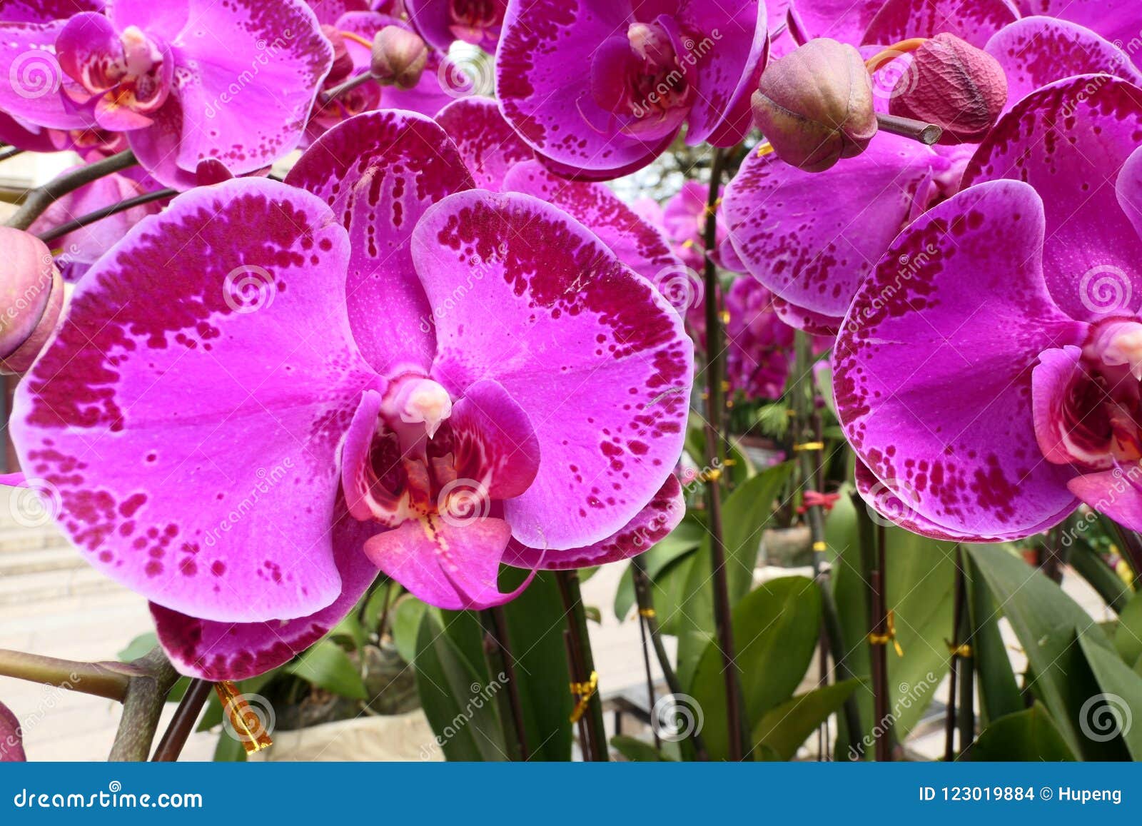 Butterfly orchid stock photo. Image of colors, flourishing 123019884