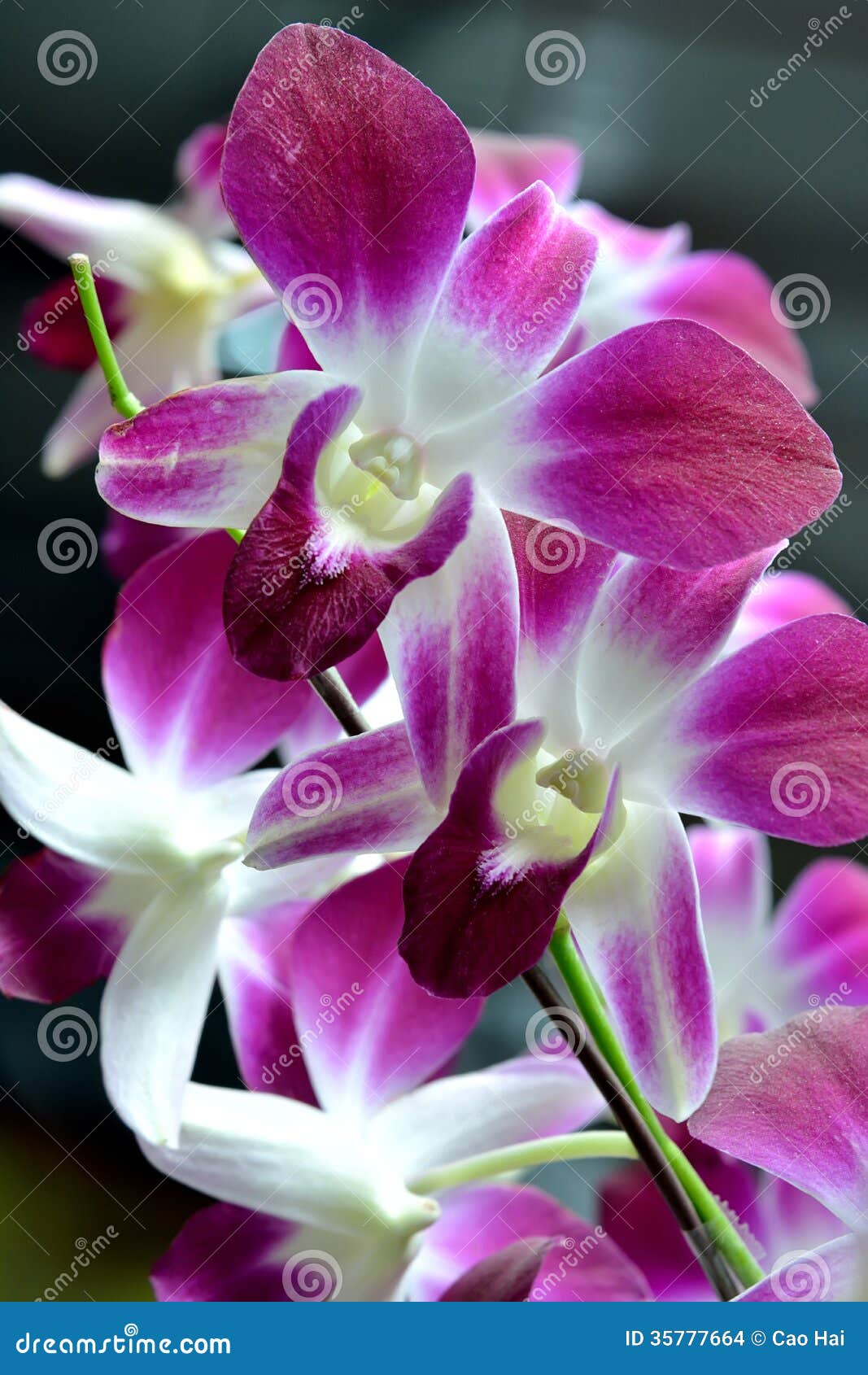 Butterfly orchid stock photo. Image of orchid, plant 35777664