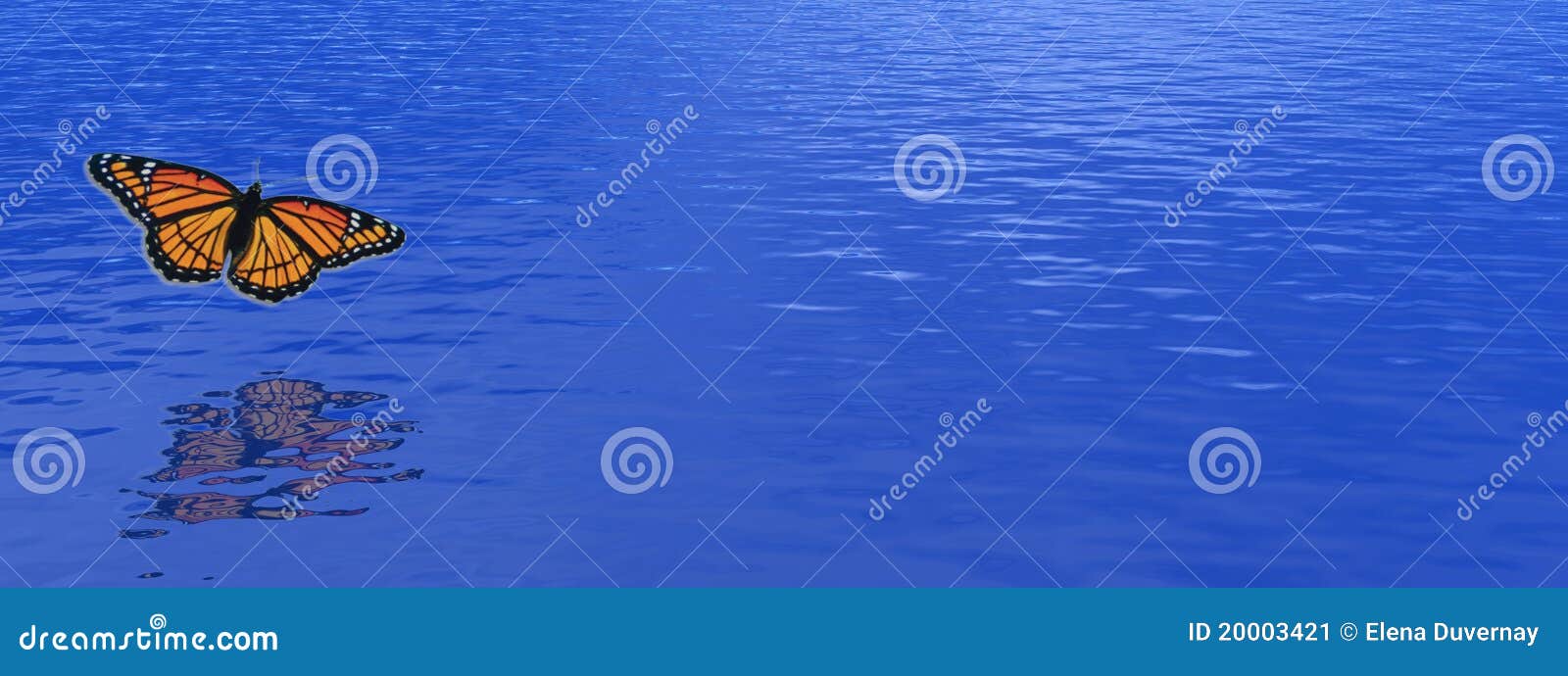 Butterfly Over The Ocean Stock Image Image 20003421