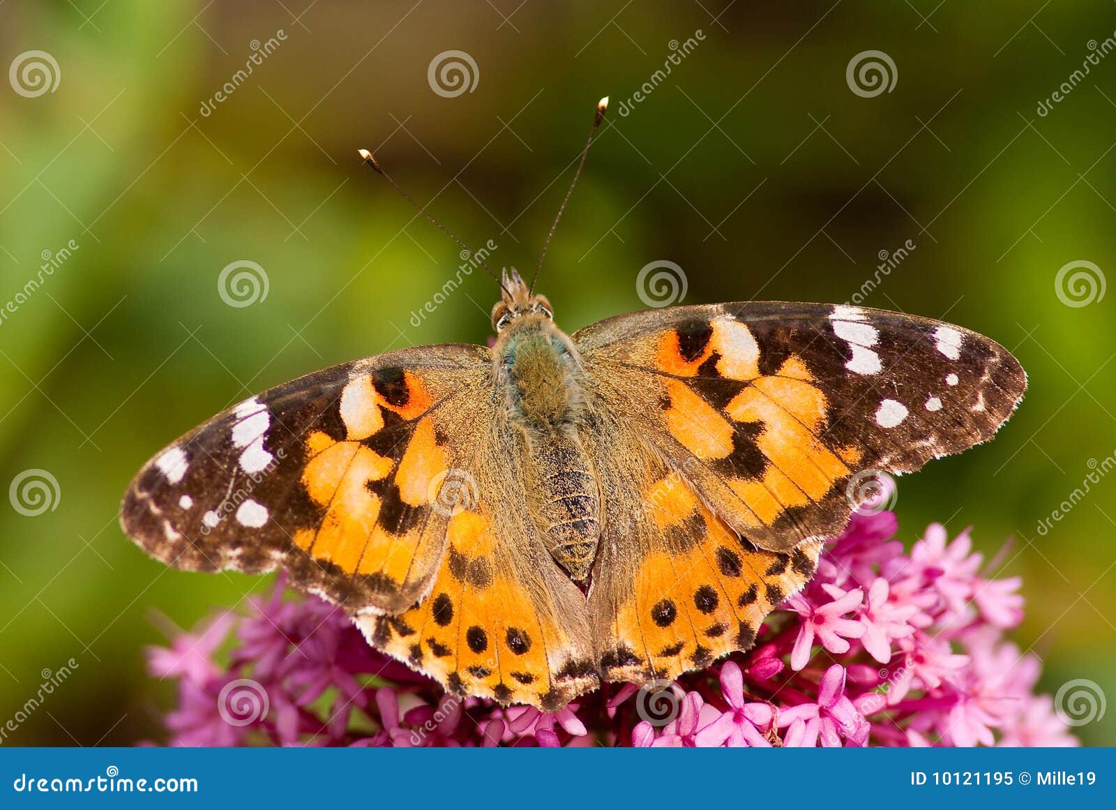 Butterfly - Painted Lady stock image. Image of british - 10121195