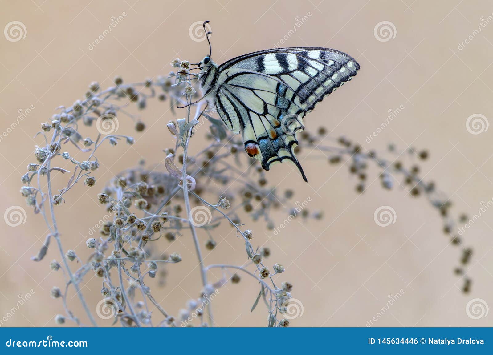 butterfly papilio machaon  spread its wings on a summer day basking in the dry grass