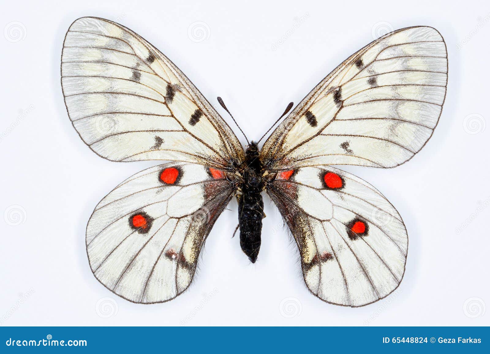 20,503 White Butterfly Flying Stock Photos - Free & Royalty-Free Stock  Photos from Dreamstime