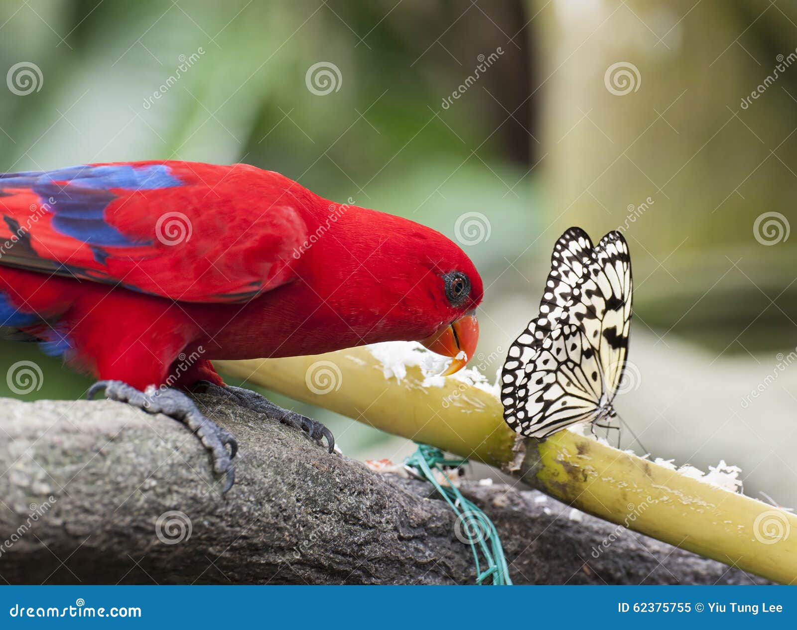Butterfly and Parrot stock image. Image of parakeet, bush 62375755