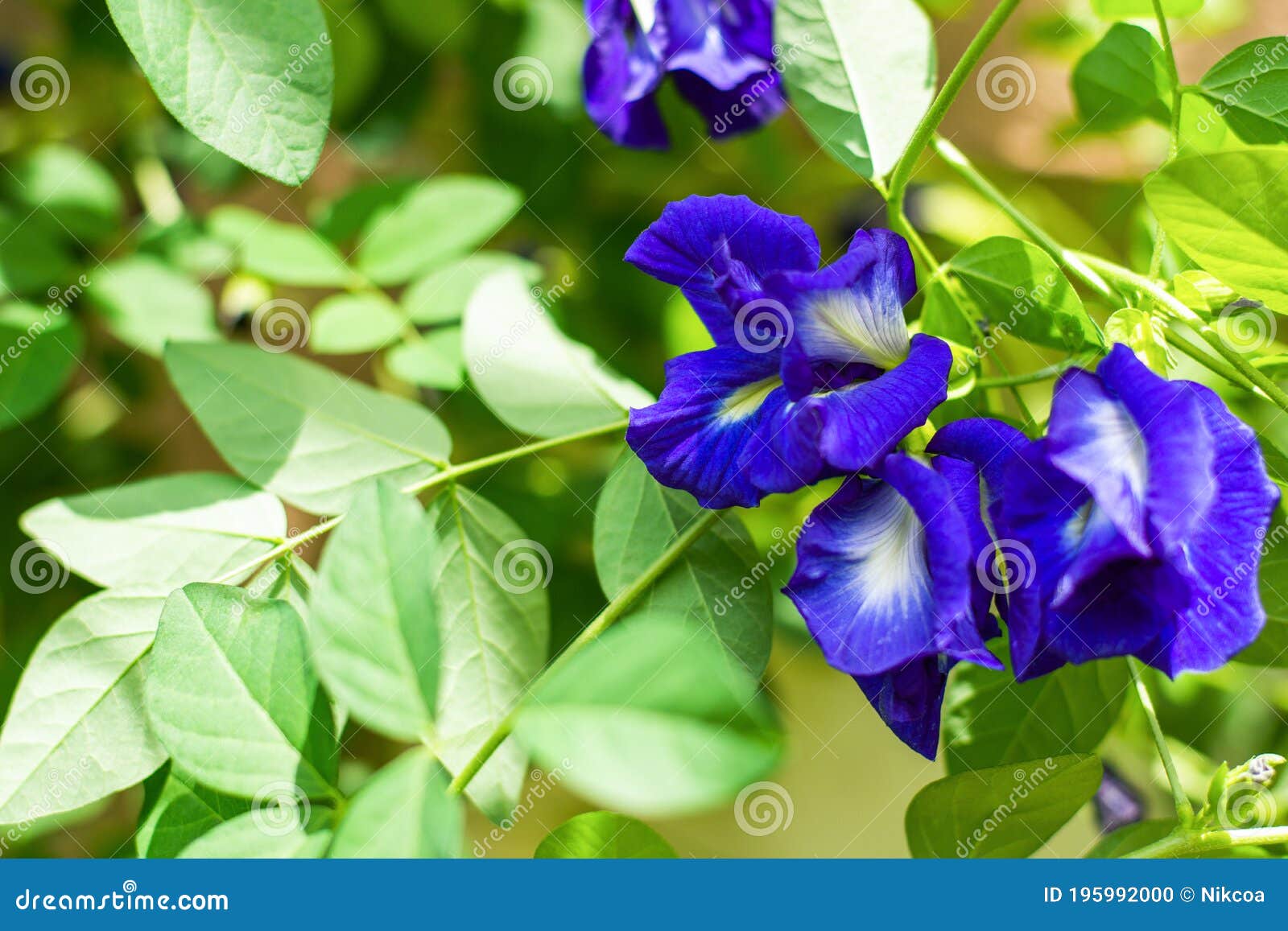 Butterfly pea stock photo. Image of nature, butterfly 195992000
