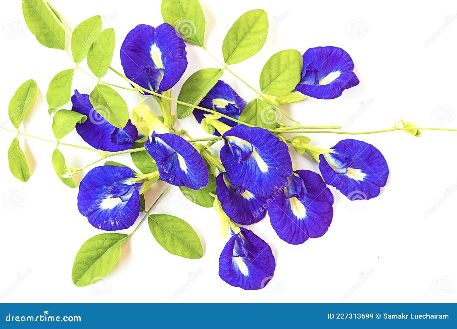Butterfly Pea, Blue Bean, Green Leaf Stock Image Image of herbs, herb