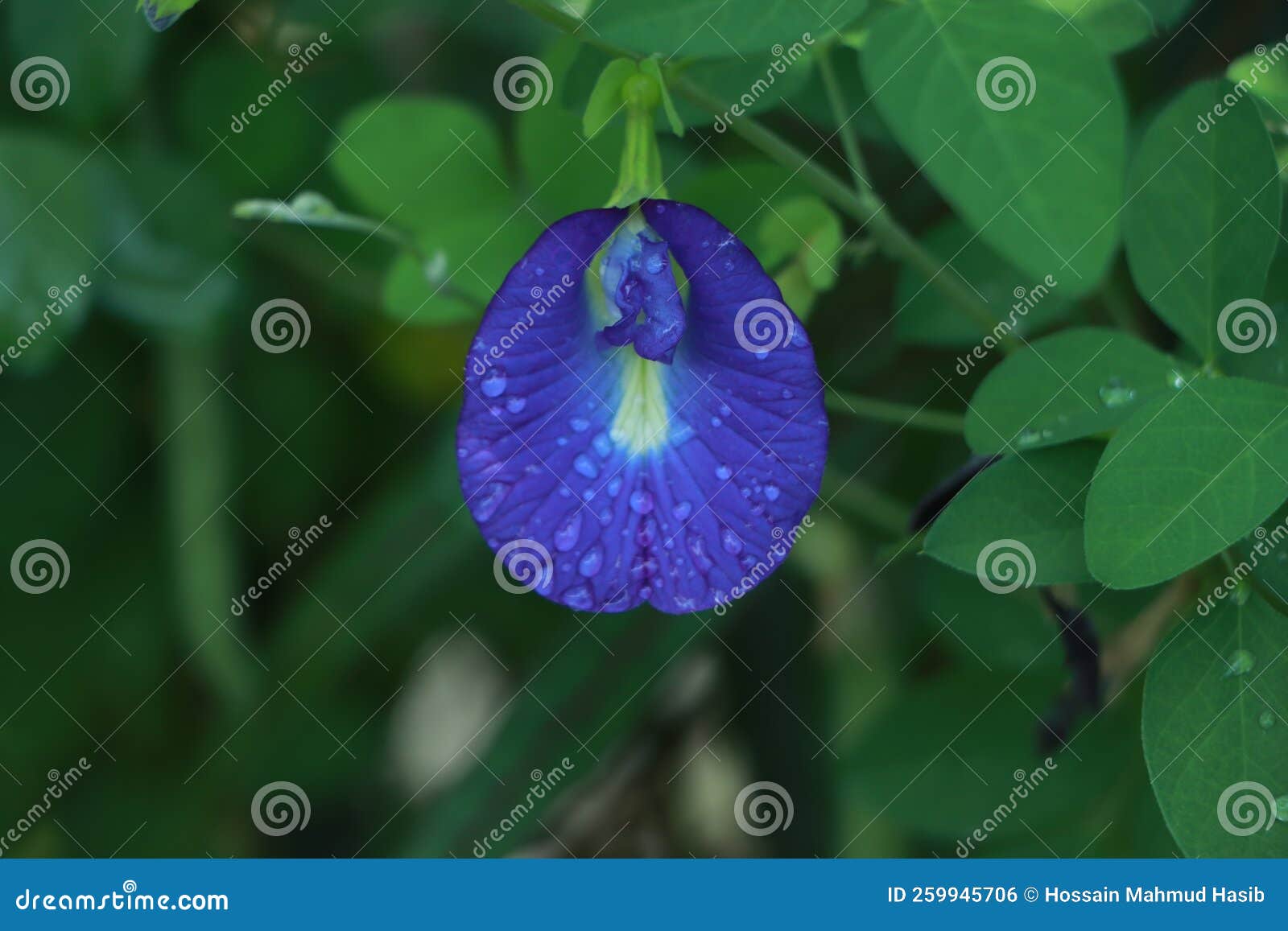 Butterfly Pea, Blue Pea Clitoria Ternatea Stock Photo Image of darwin, closeup 259945706