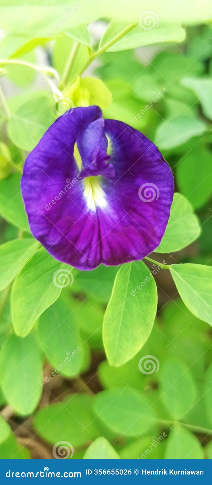 butterfly pea flower or cliteria ternatea which is useful as a herb