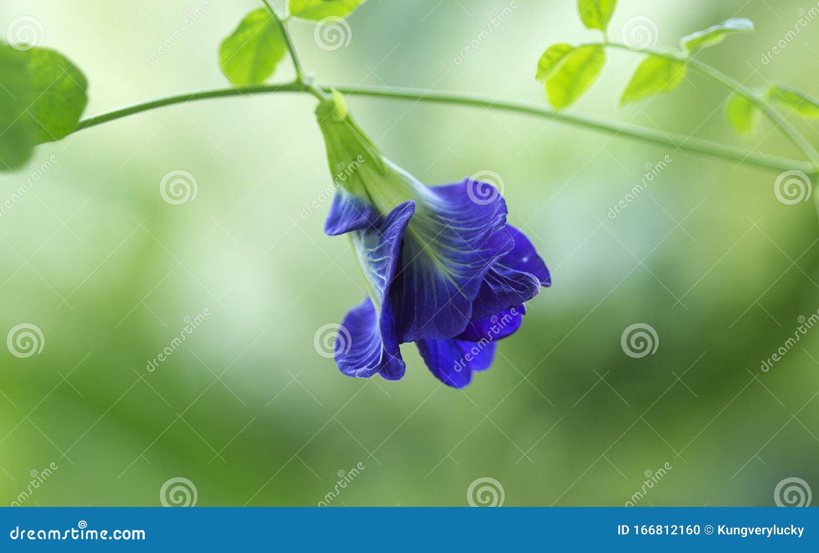 The Butterfly Pea Flowers Bloom Stock Photo Image of herbal, blooming