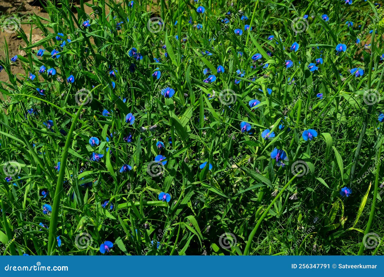 Butterfly Pea Flowers in the Garden Stock Image Image of natural