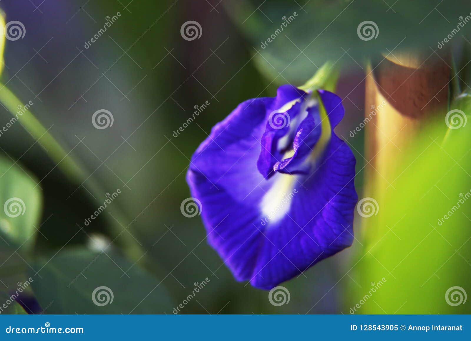 Butterfly pea stock image. Image of butterfly, flower 128543905