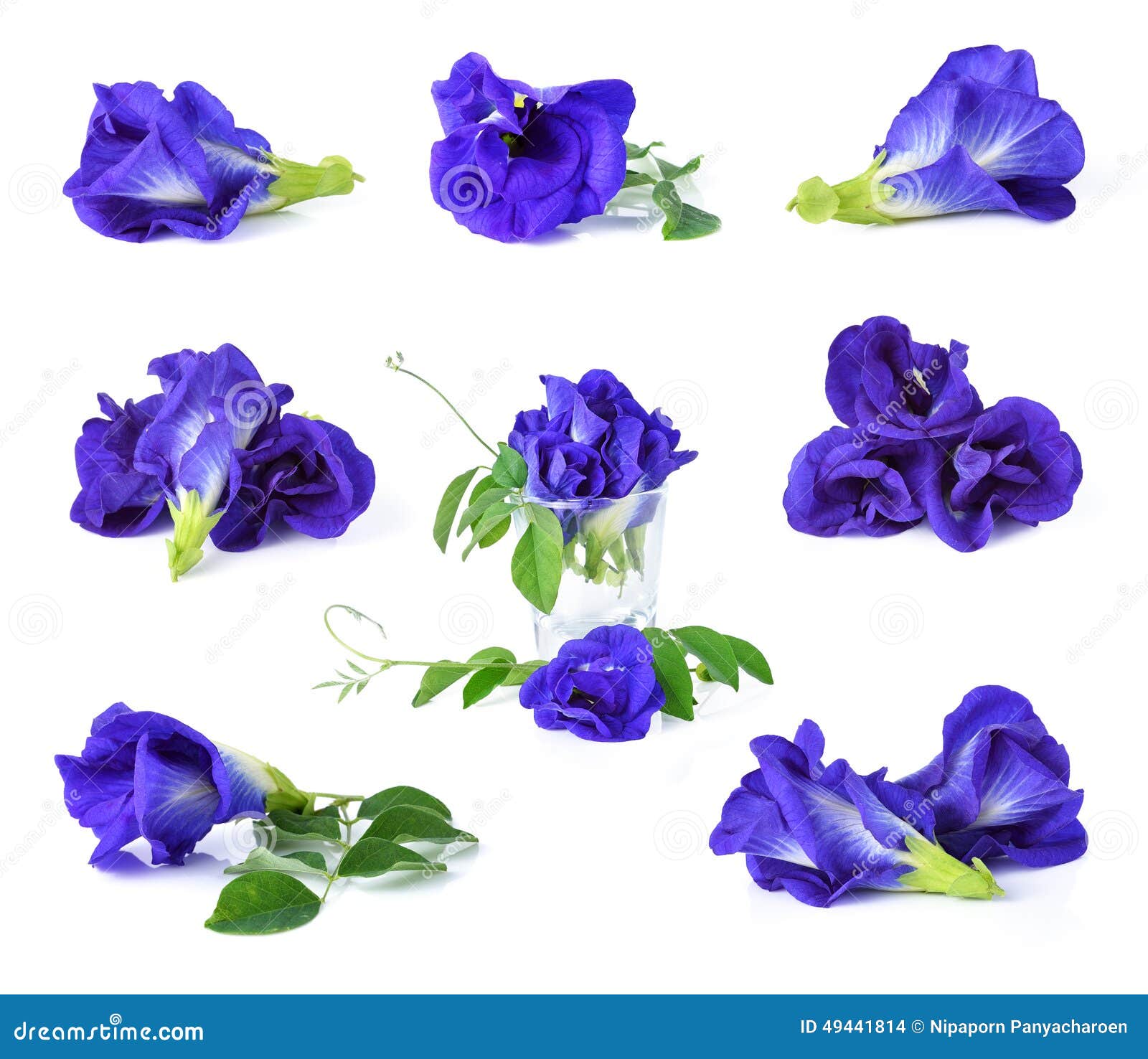 Butterfly Pea stock photo. Image of asia, color, flora 49441814