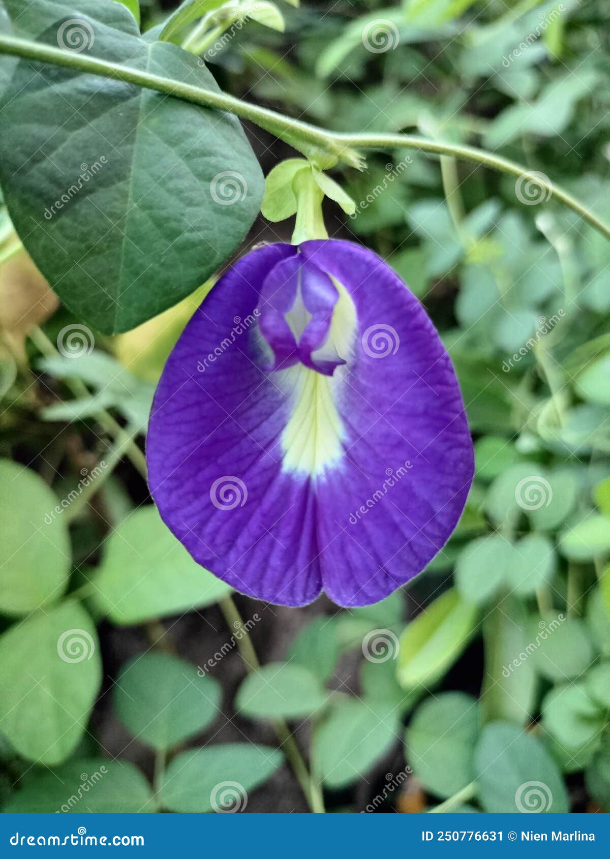 Butterfly Pea Tea Blue Plant Stock Image Image of plant, butterfly
