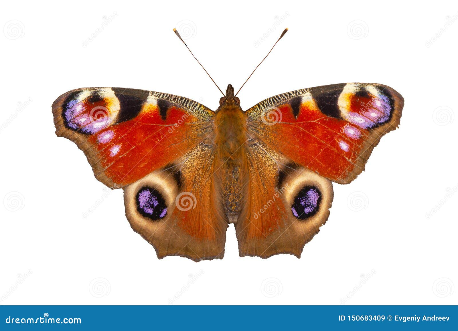 Butterfly Peacock eye. stock image. Image of butterfly - 150683409