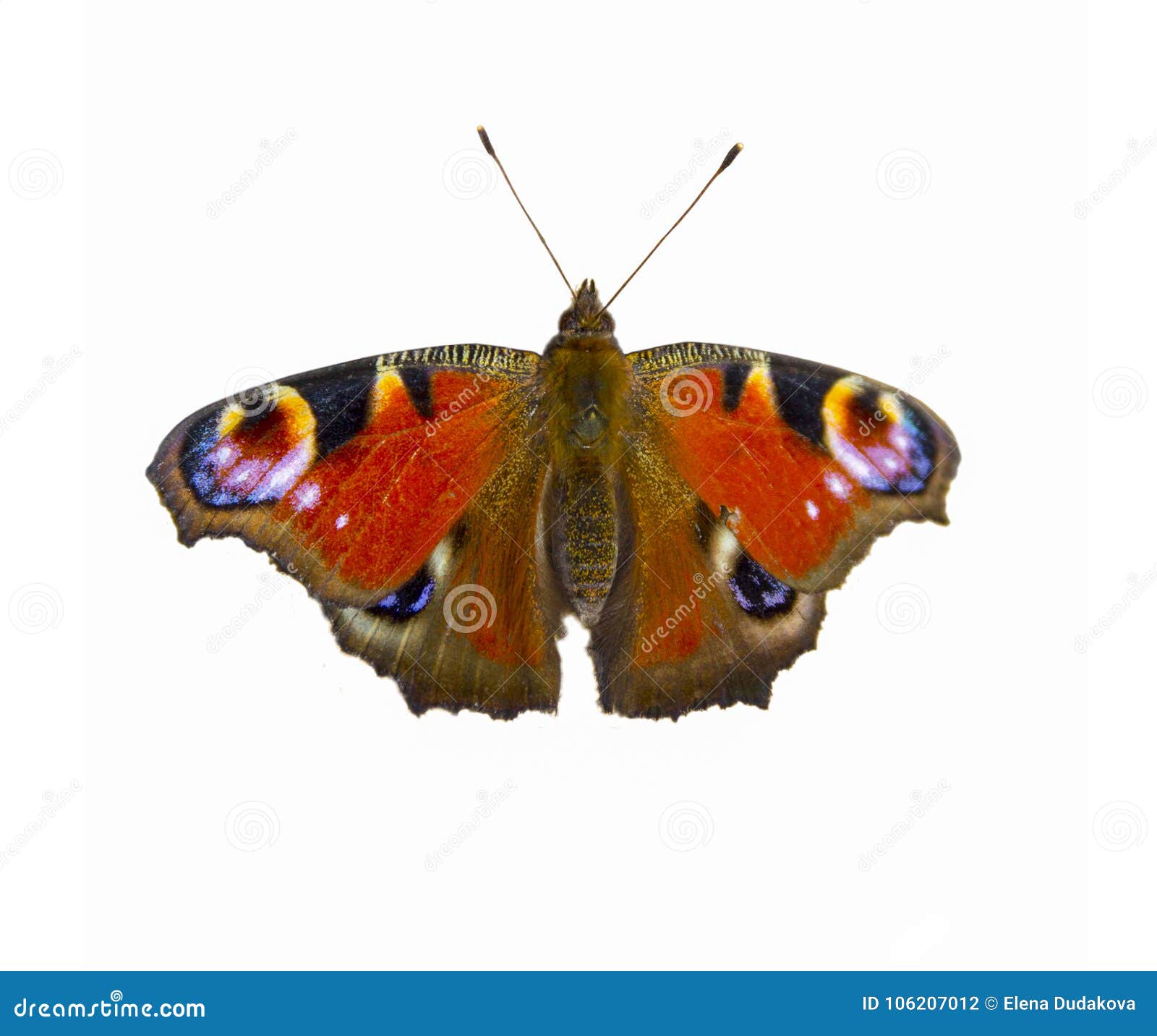 The Butterfly of Peacock Eye on a White Background Stock Photo - Image ...