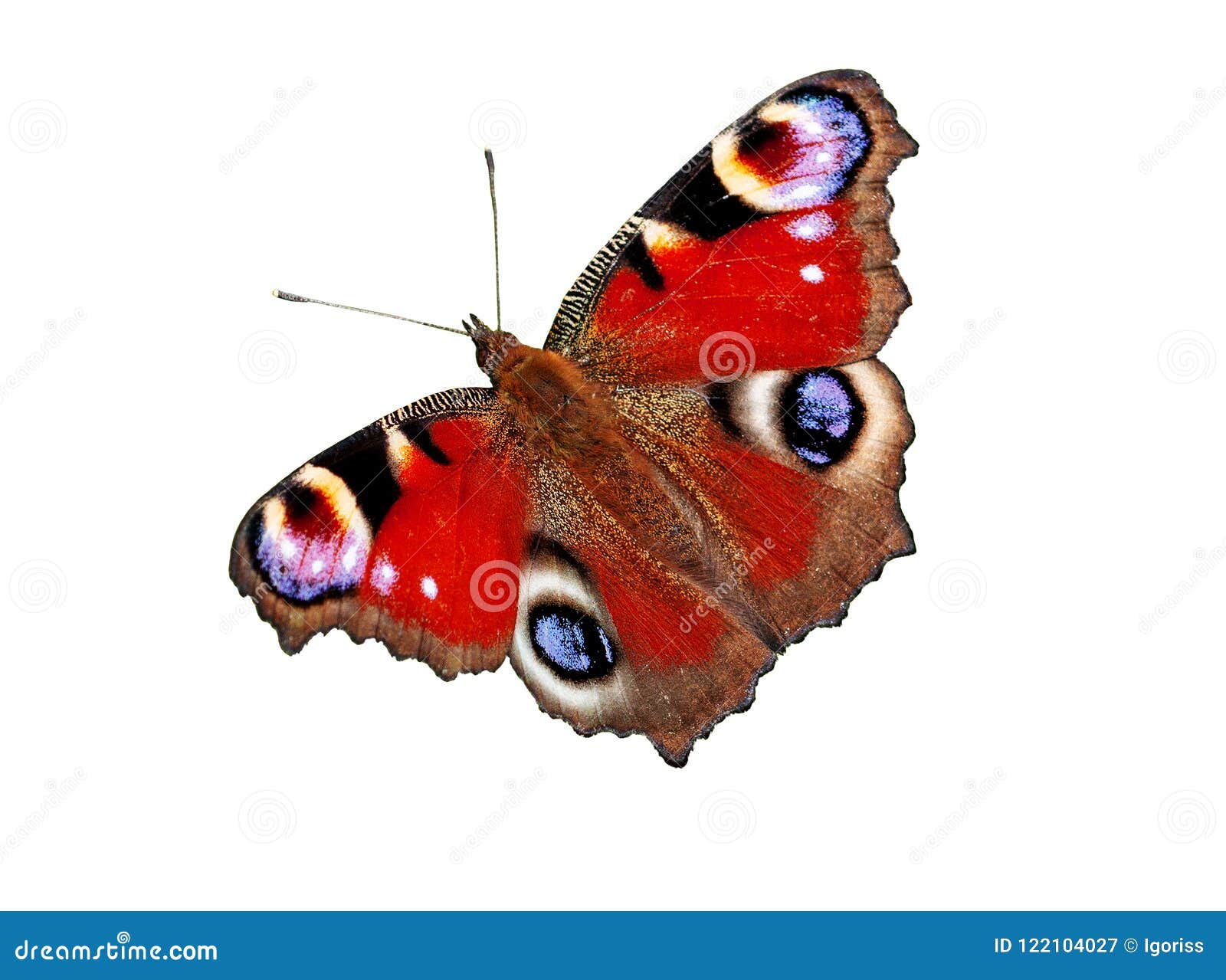 Butterfly Peacock Isolated on White Stock Image - Image of element ...