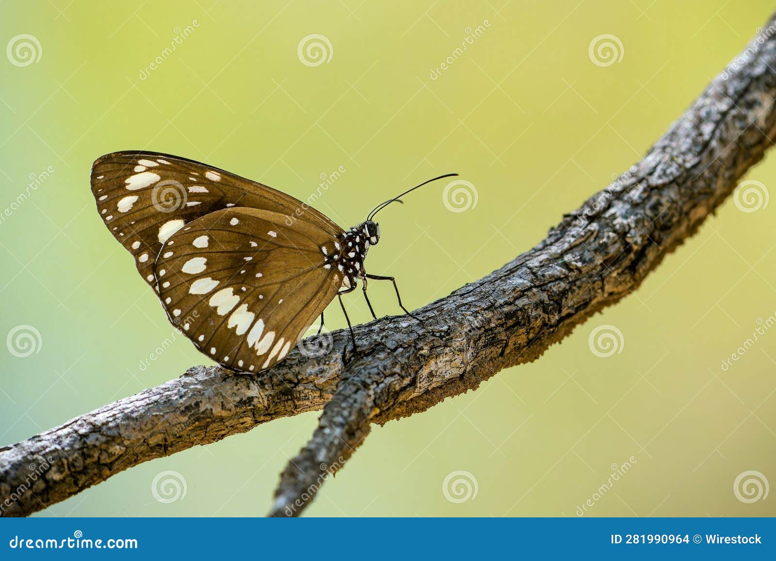 butterfly perched on a branch against a natural outdoor background