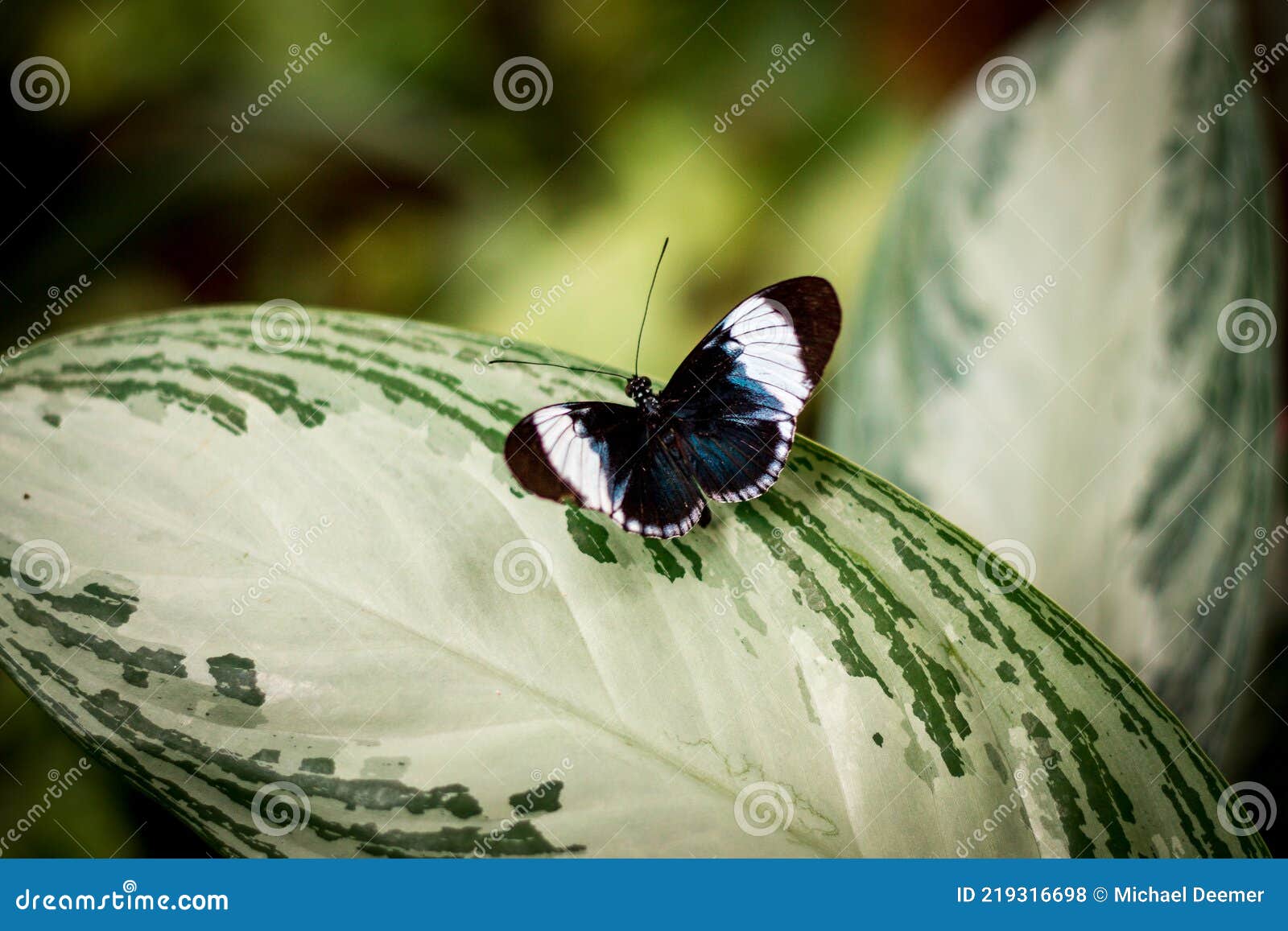 Butterfly Perched on a Leaf Stock Photo Image of garden, meijer