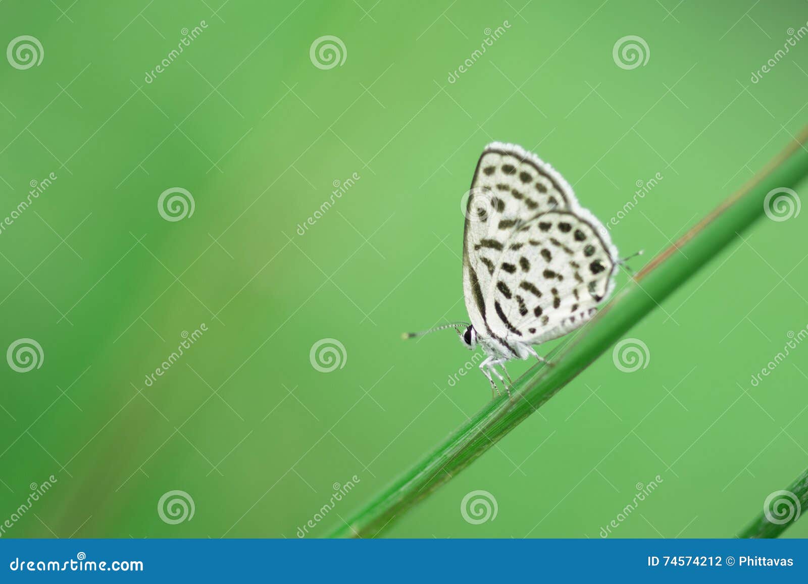 butterfly perching on greem leaves as background