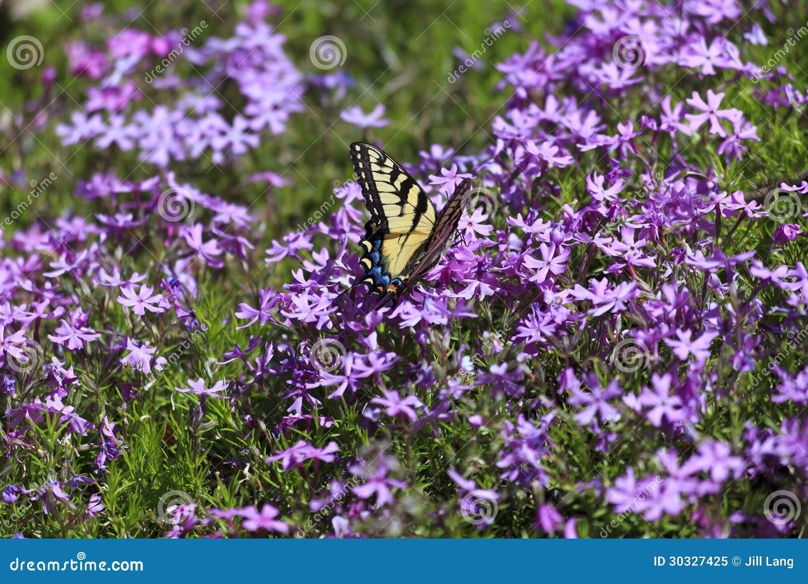 Butterfly and Pholx stock image. Image of freedom, pretty 30327425