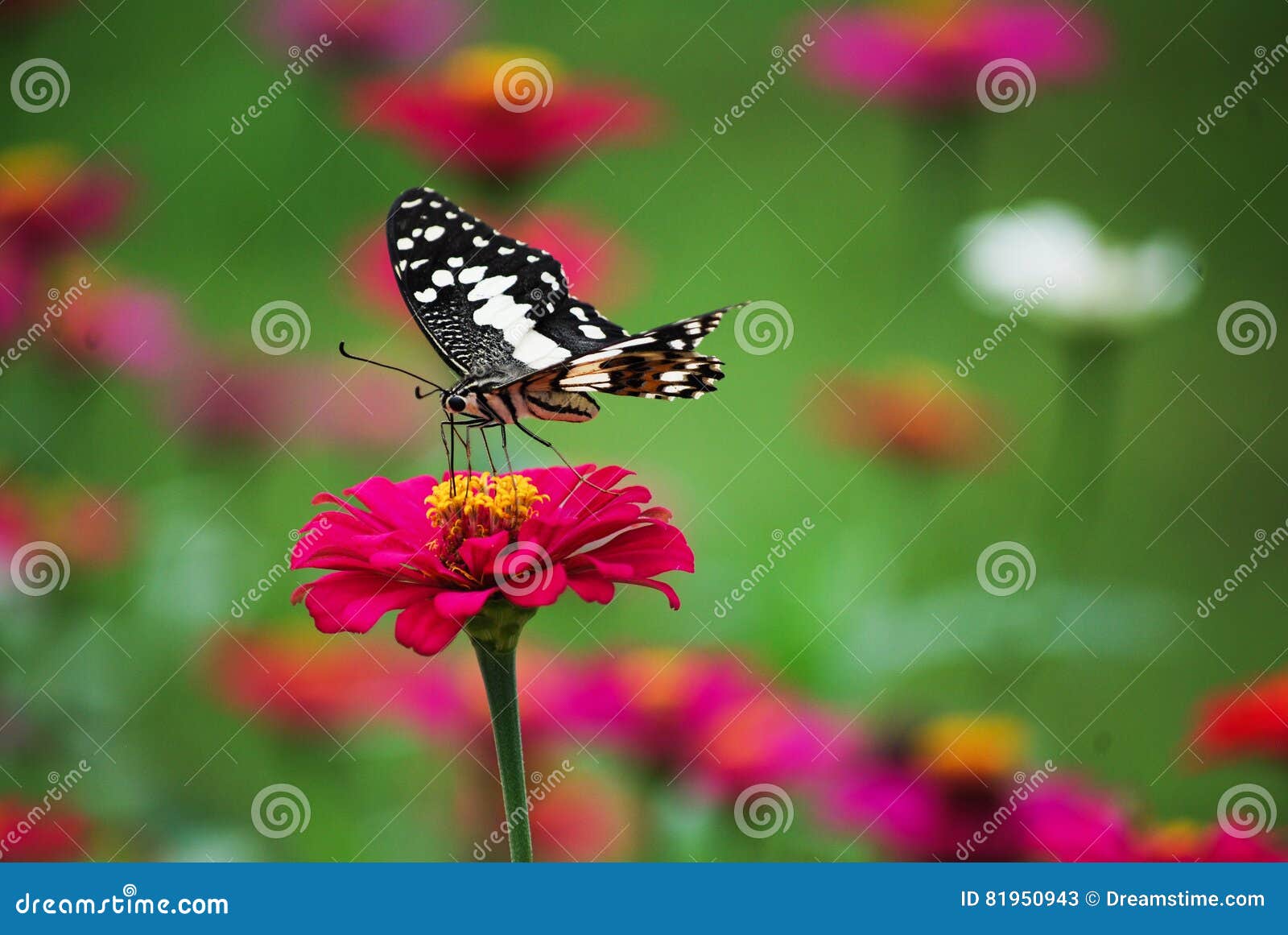 Butterfly On Pink Flower In Tropical Garden Stock Image Image Of