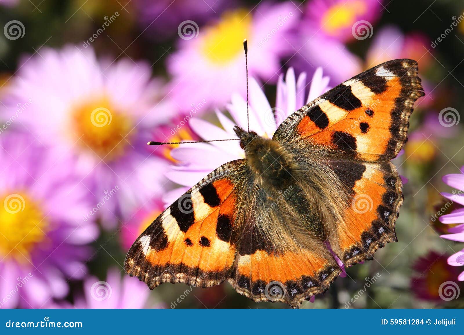 Butterfly stock photo. Image of bright, feeding, august - 59581284