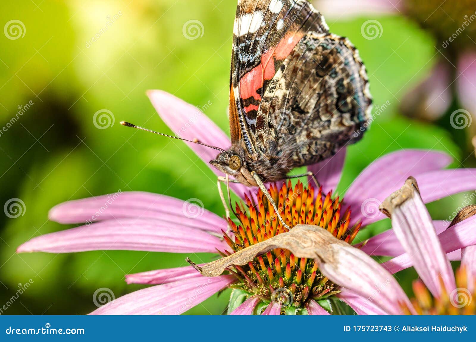 Butterfly Pollinates on Flower/beautiful Butterfly Pollinates on a