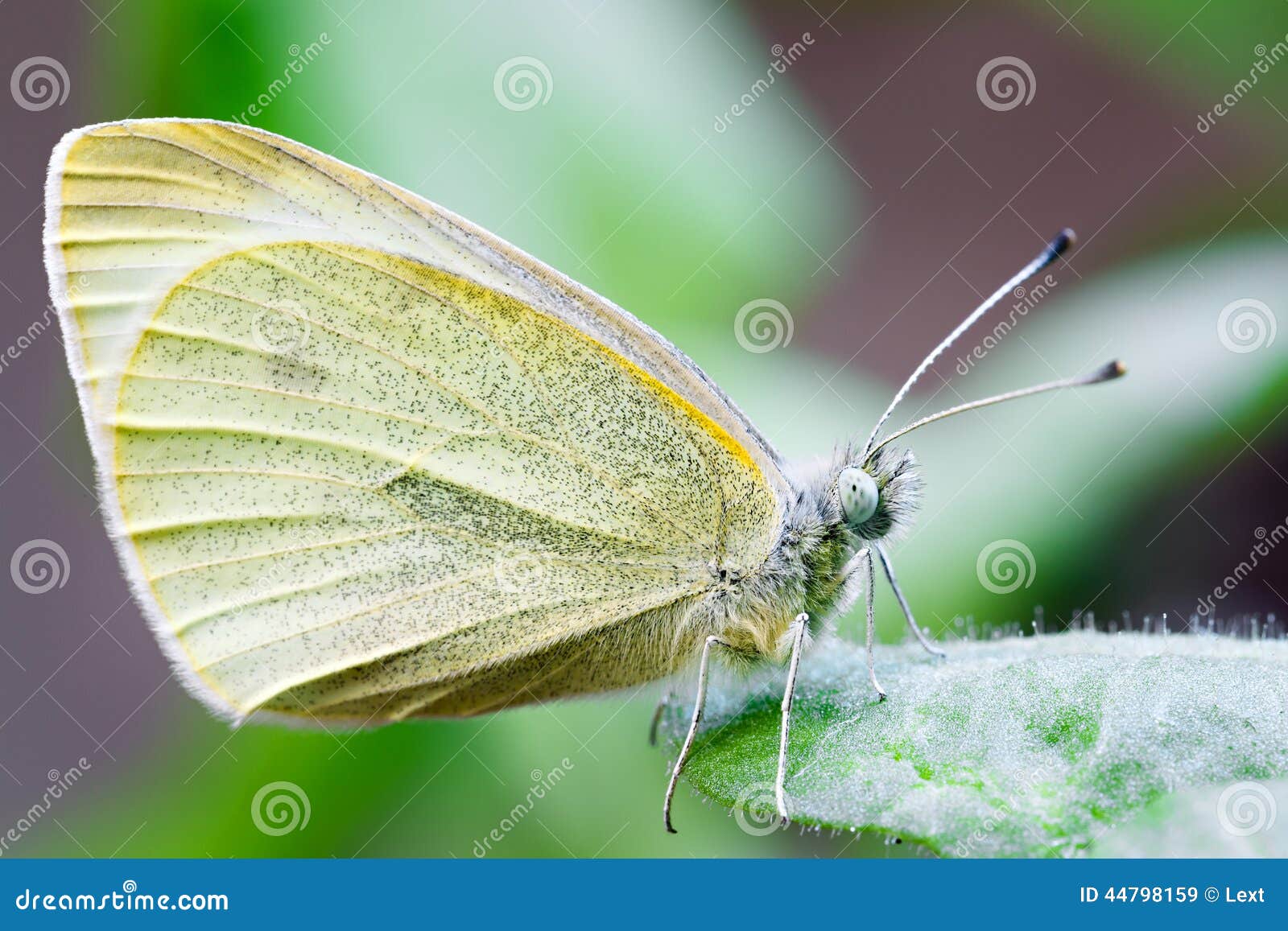 butterfly pollinating a flower. pieridae