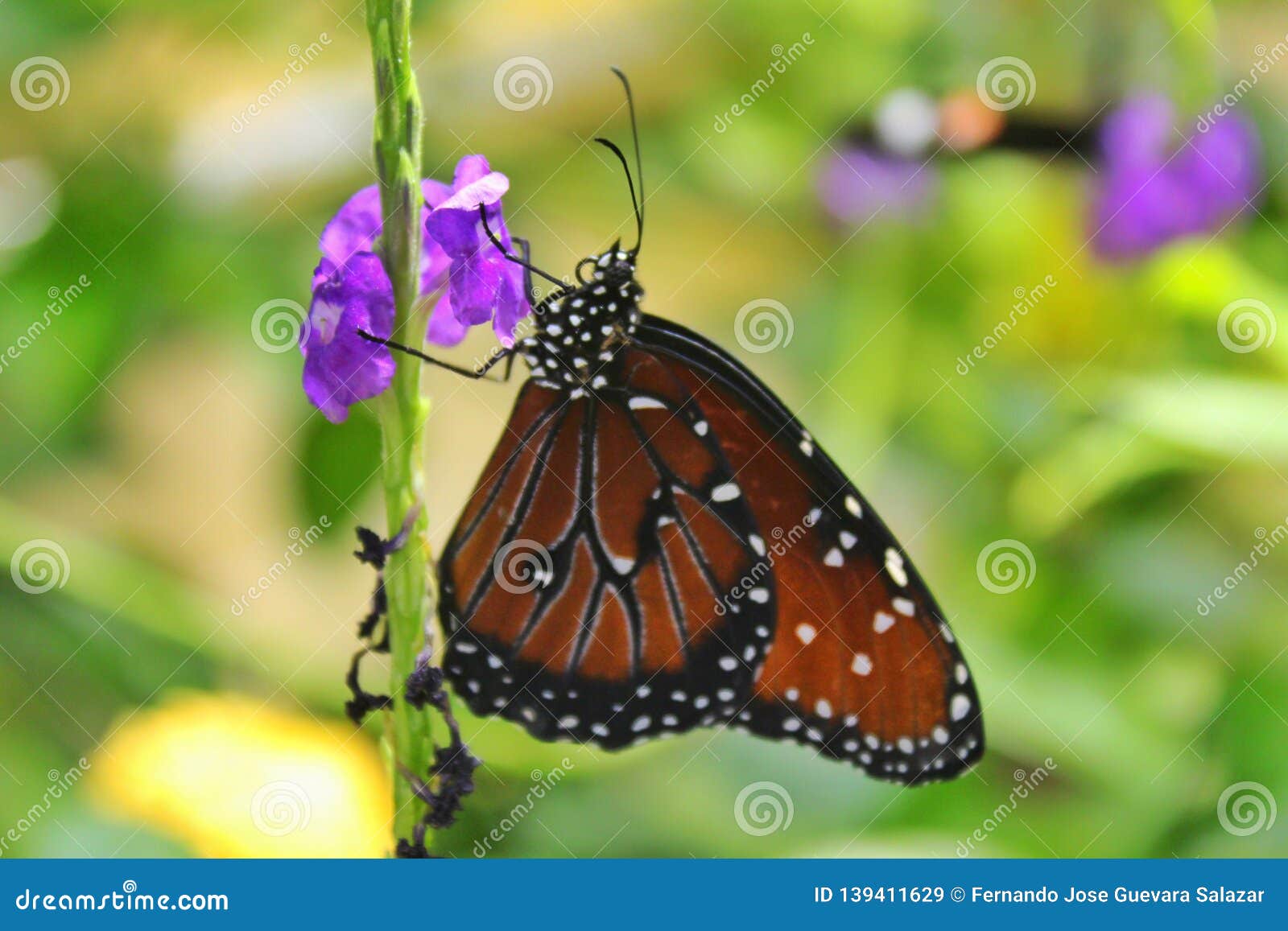 Butterfly feeding stock image. Image of life, butterfly 139411629