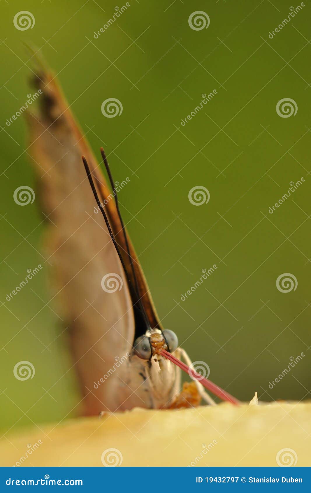 Butterfly Proboscis in Action Stock Image Image of elegance, leaf