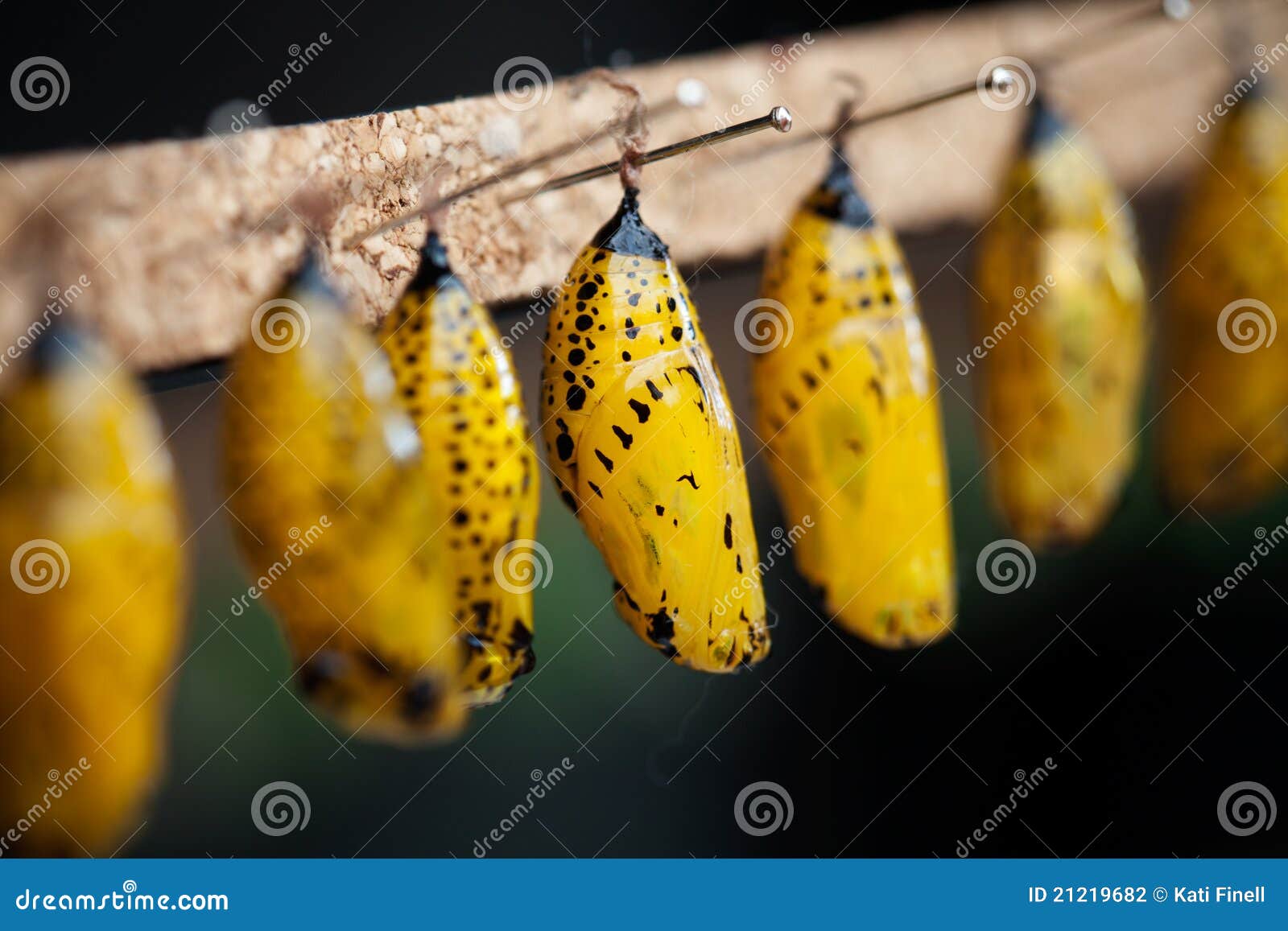 Butterfly pupa stock photo. Image of beauty, fragility 21219682