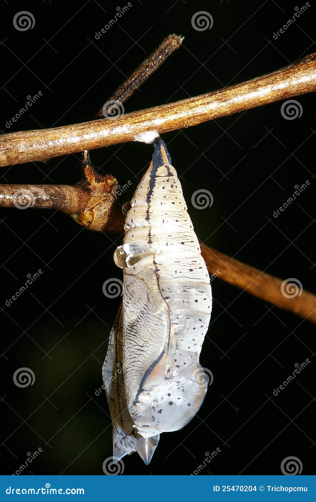 Butterfly pupa stock photo. Image of garden, photograph 25470204