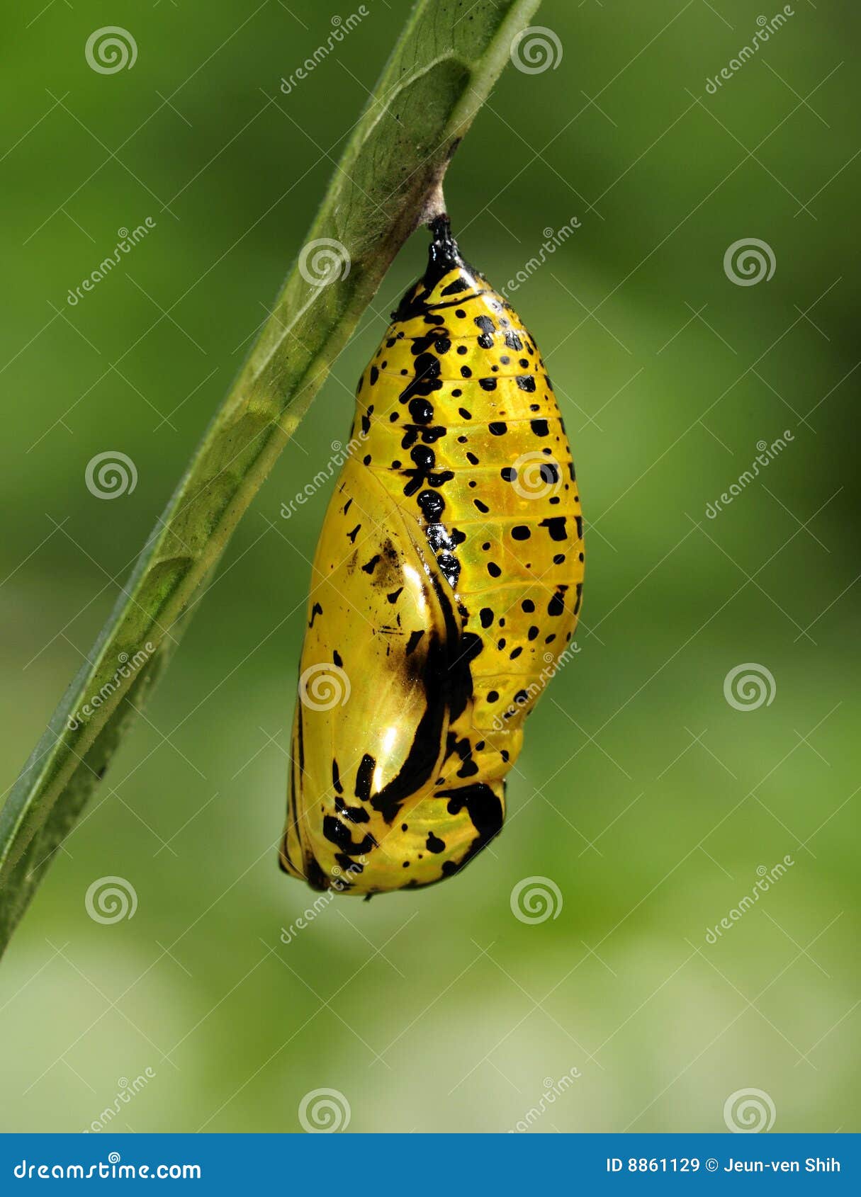 Butterfly Pupa Paper Kite Stock Image Image of natural, kite 8861129