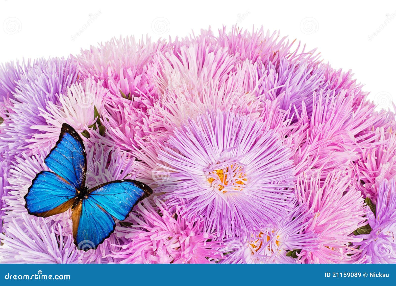 butterfly on purple aster flowers