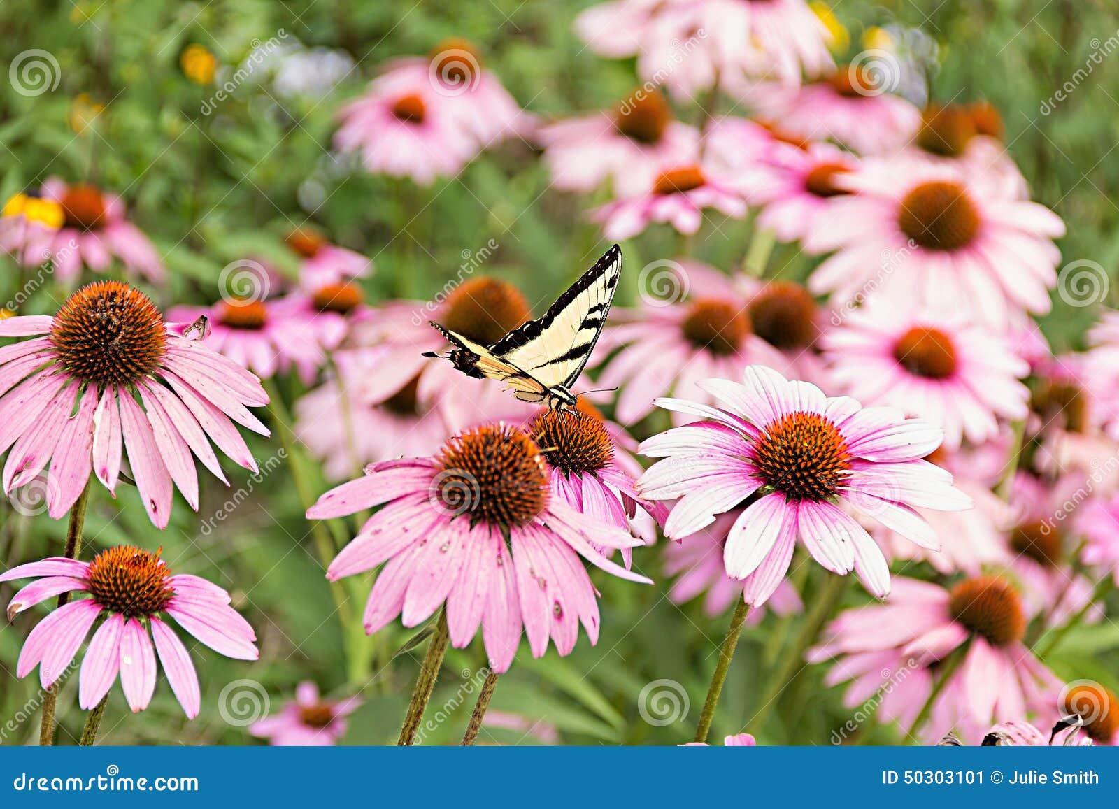 Butterfly on Purple Coneflower Stock Image Image of united, proboscis