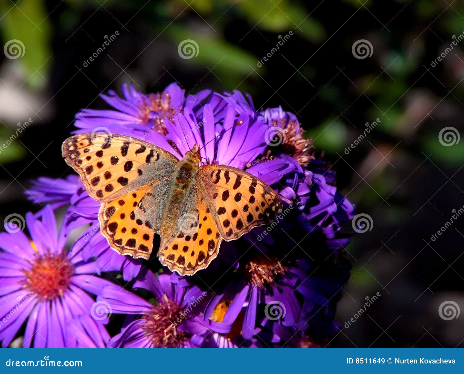 Butterfly on a Purple Flower Stock Image Image of colors, spring 8511649