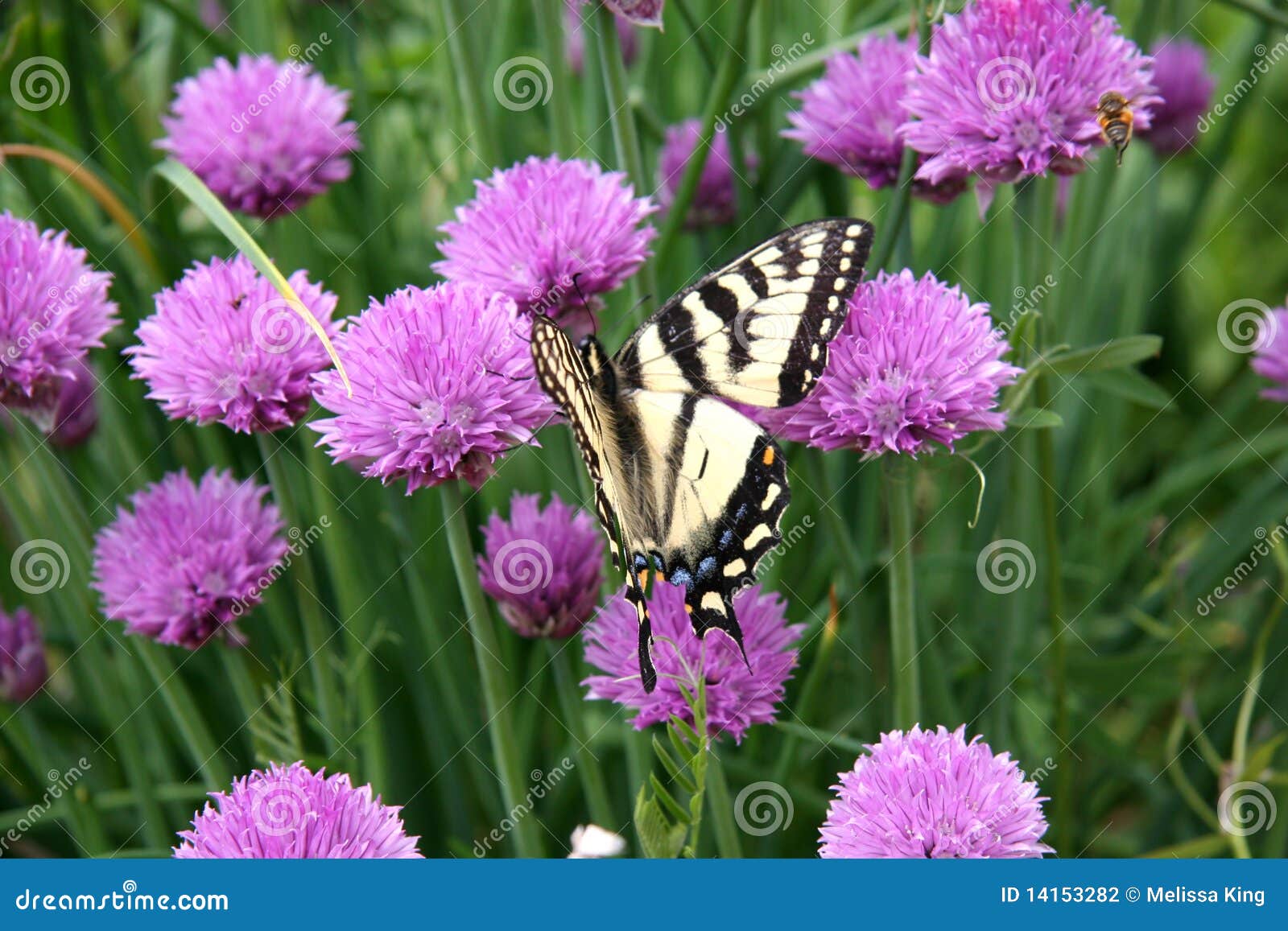 Purple Butterfly Pictures On Flowers
