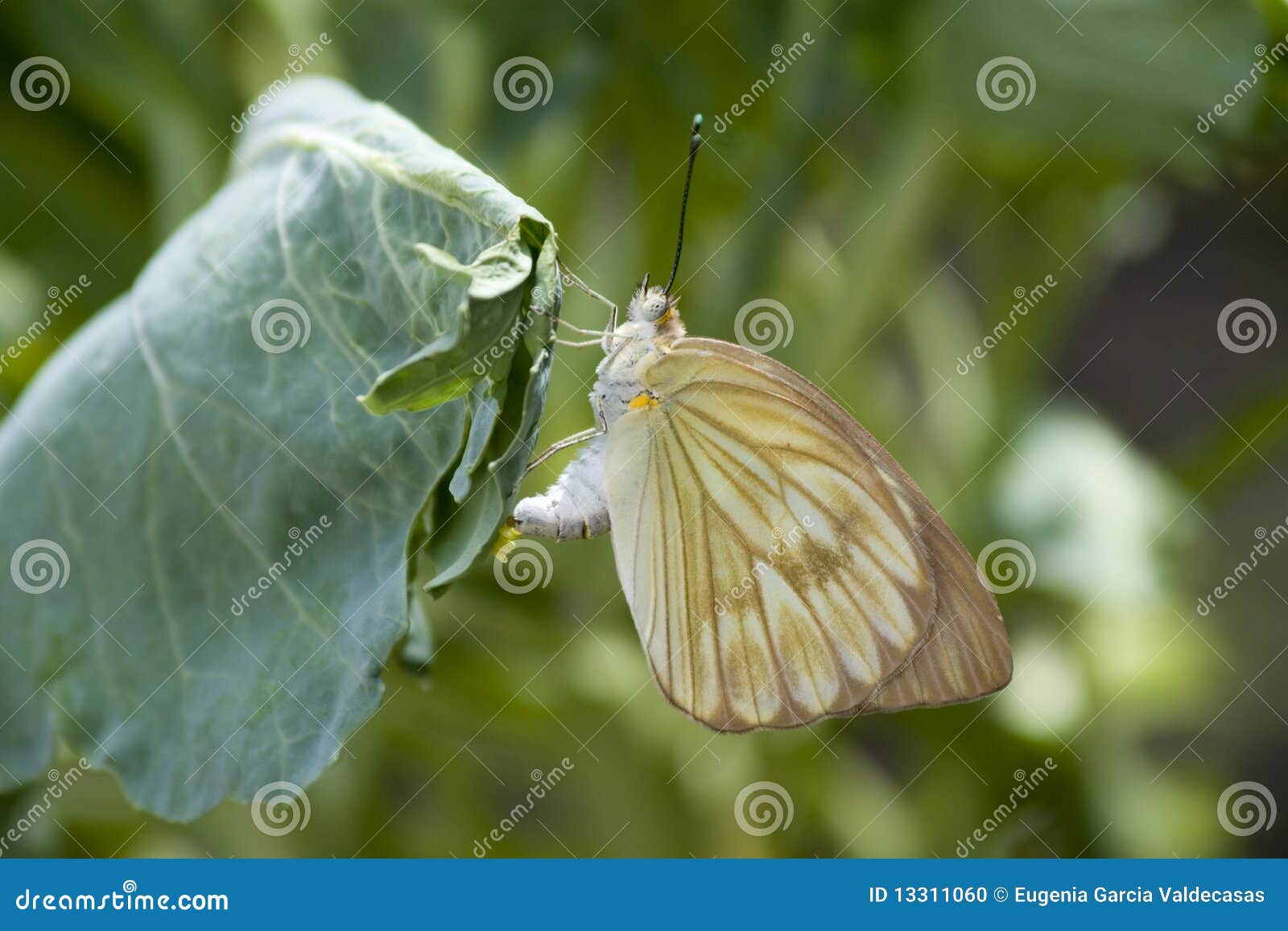Butterfly putting eggs stock photo. Image of detail, nature 13311060