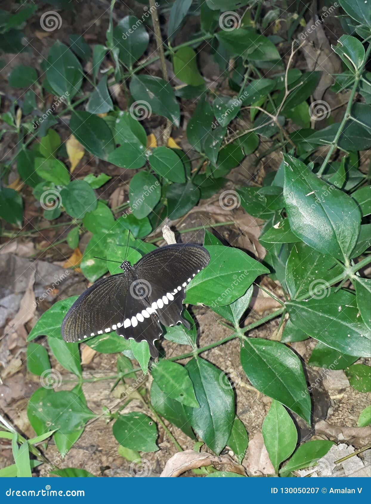 Butterfly Stock Image Image Of White Colour Black 130050207