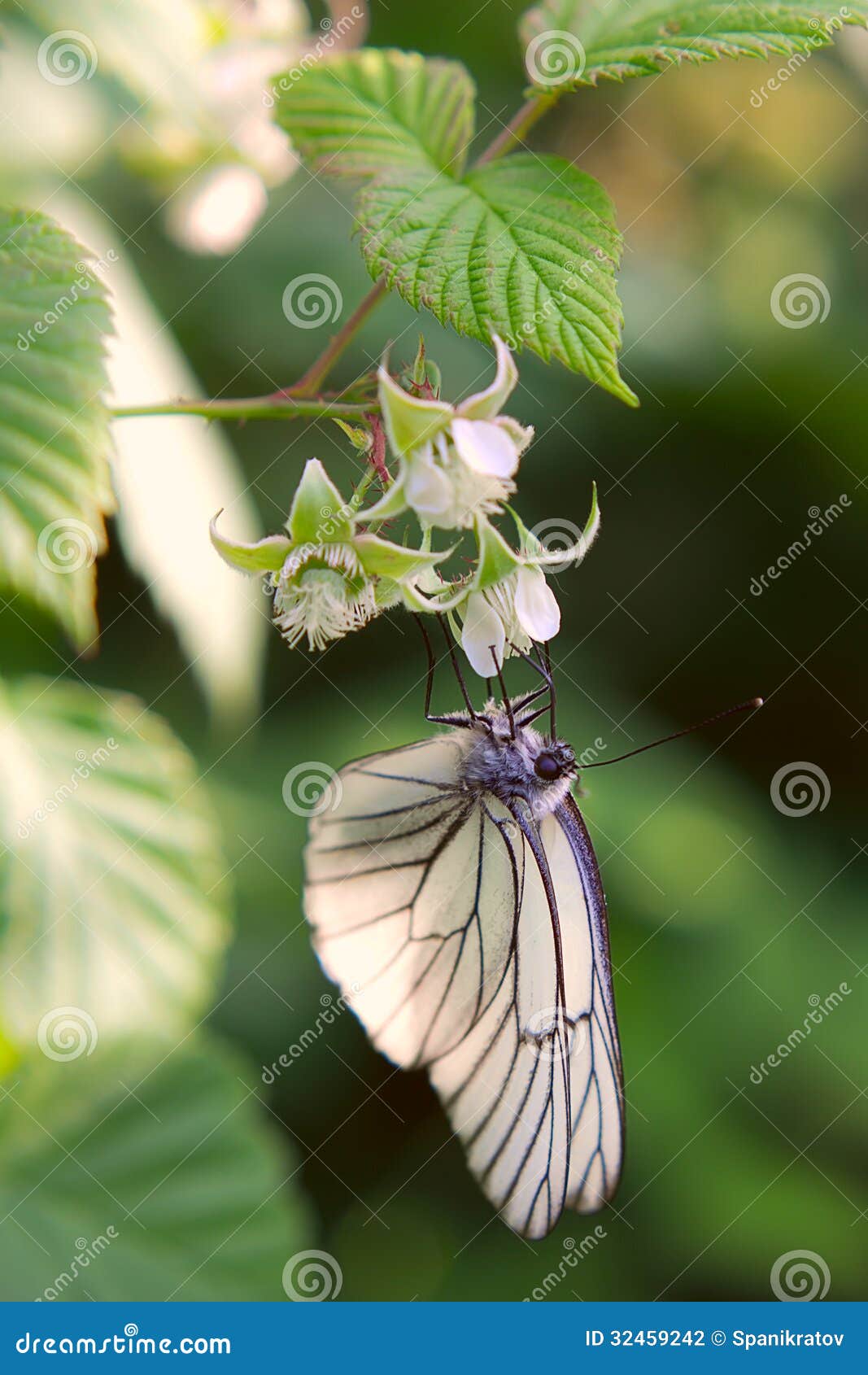 Butterfly on Raspberry Flower Stock Photo Image of blossoming, detail 32459242