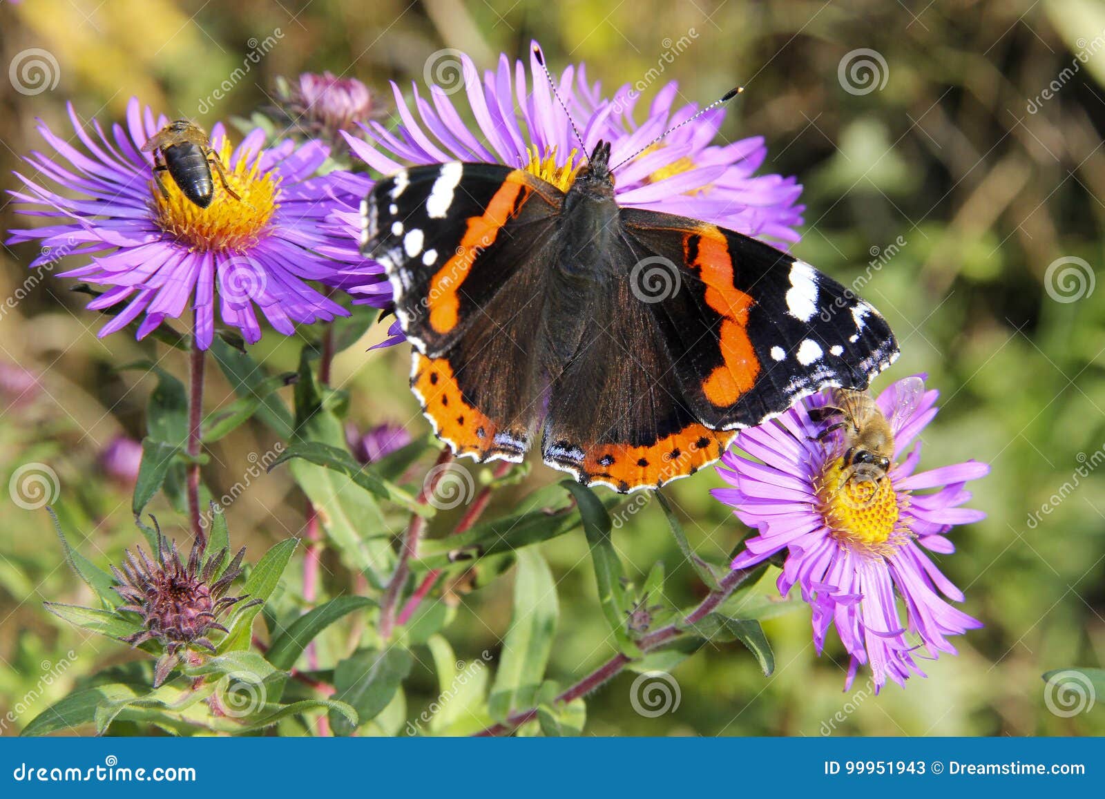 Butterfly red admiral stock image. Image of admiral, sunny - 99951943
