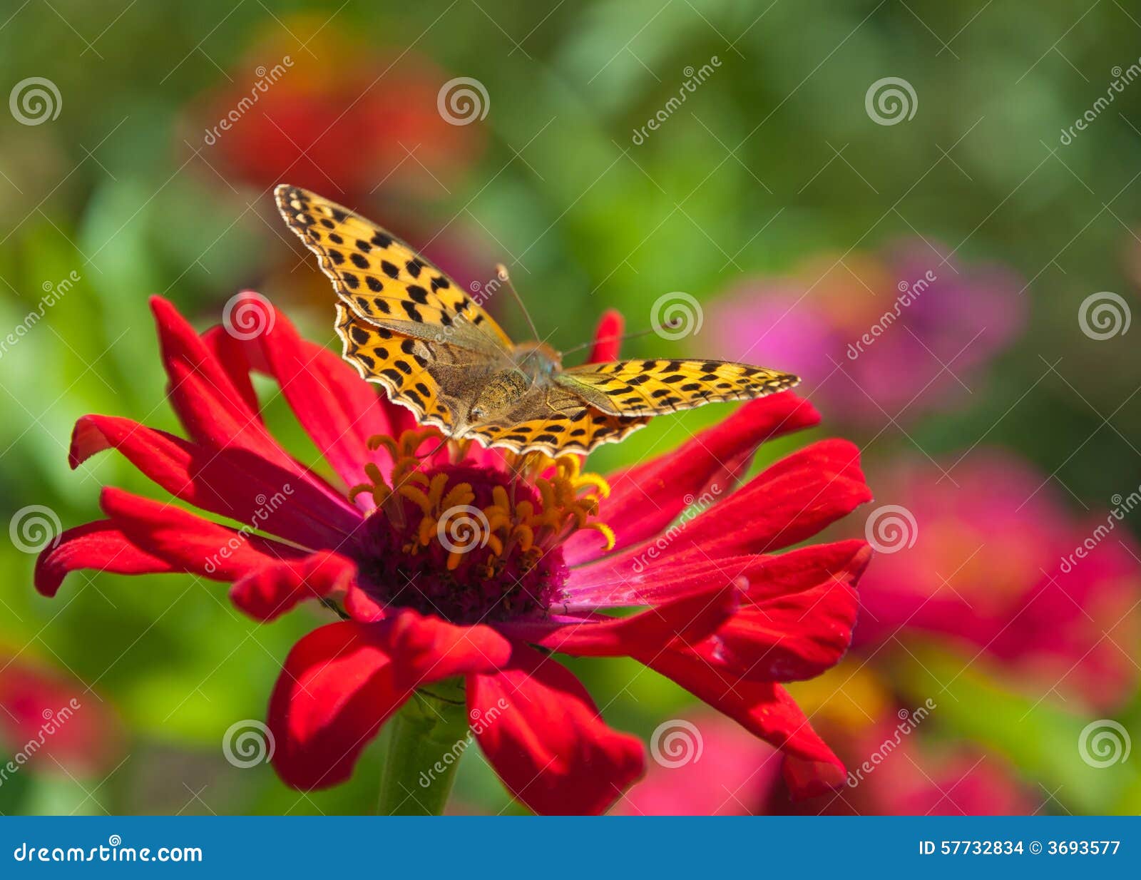 Butterfly on a red flower. stock photo. Image of summer 57732834
