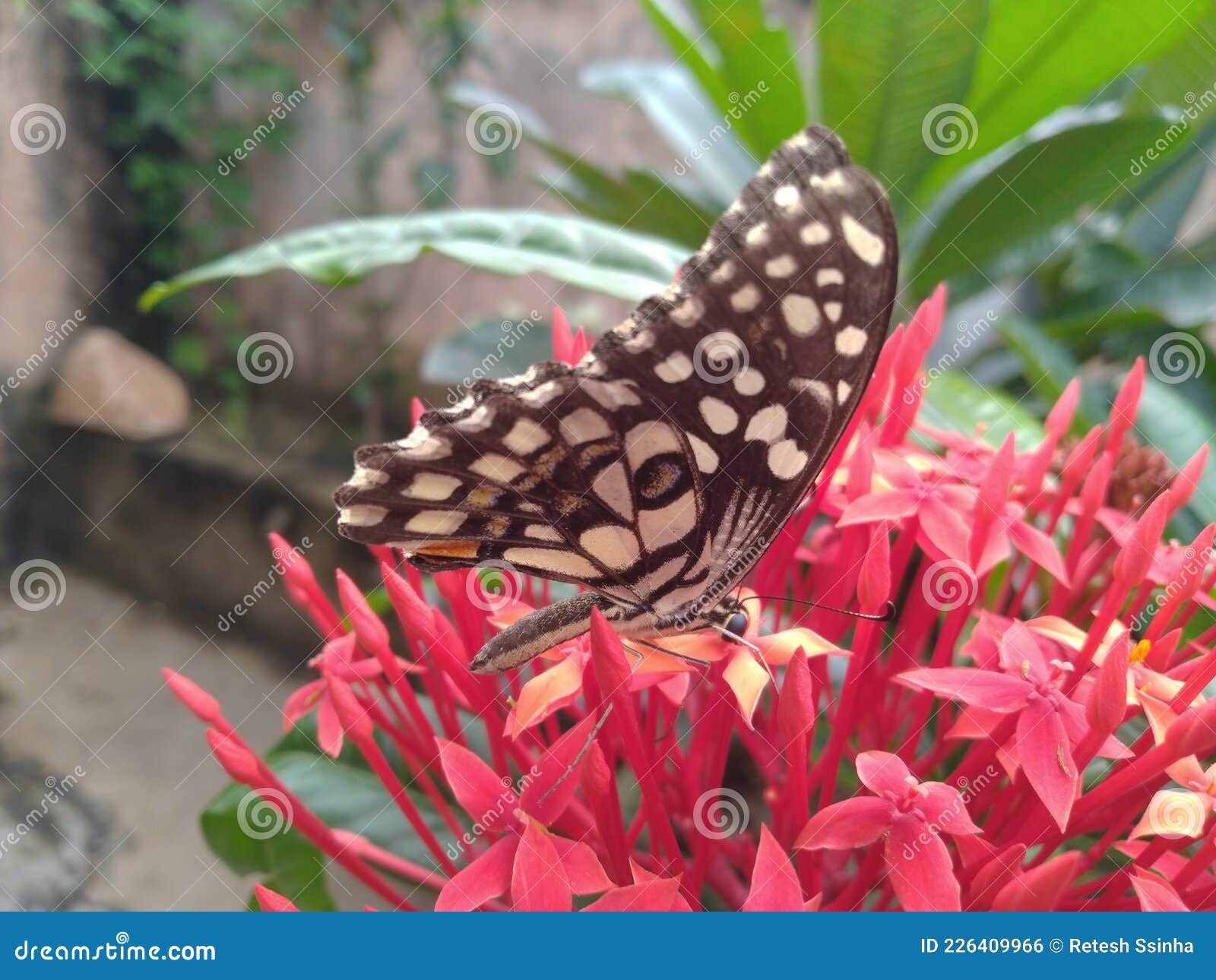 Butterfly on the Red Flowers Stock Photo Image of nature, petal
