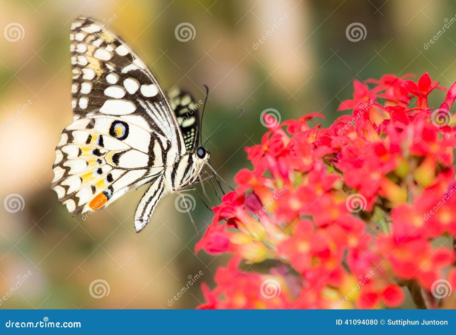 Butterfly on a Red Flowers. Stock Photo Image of insects, figured