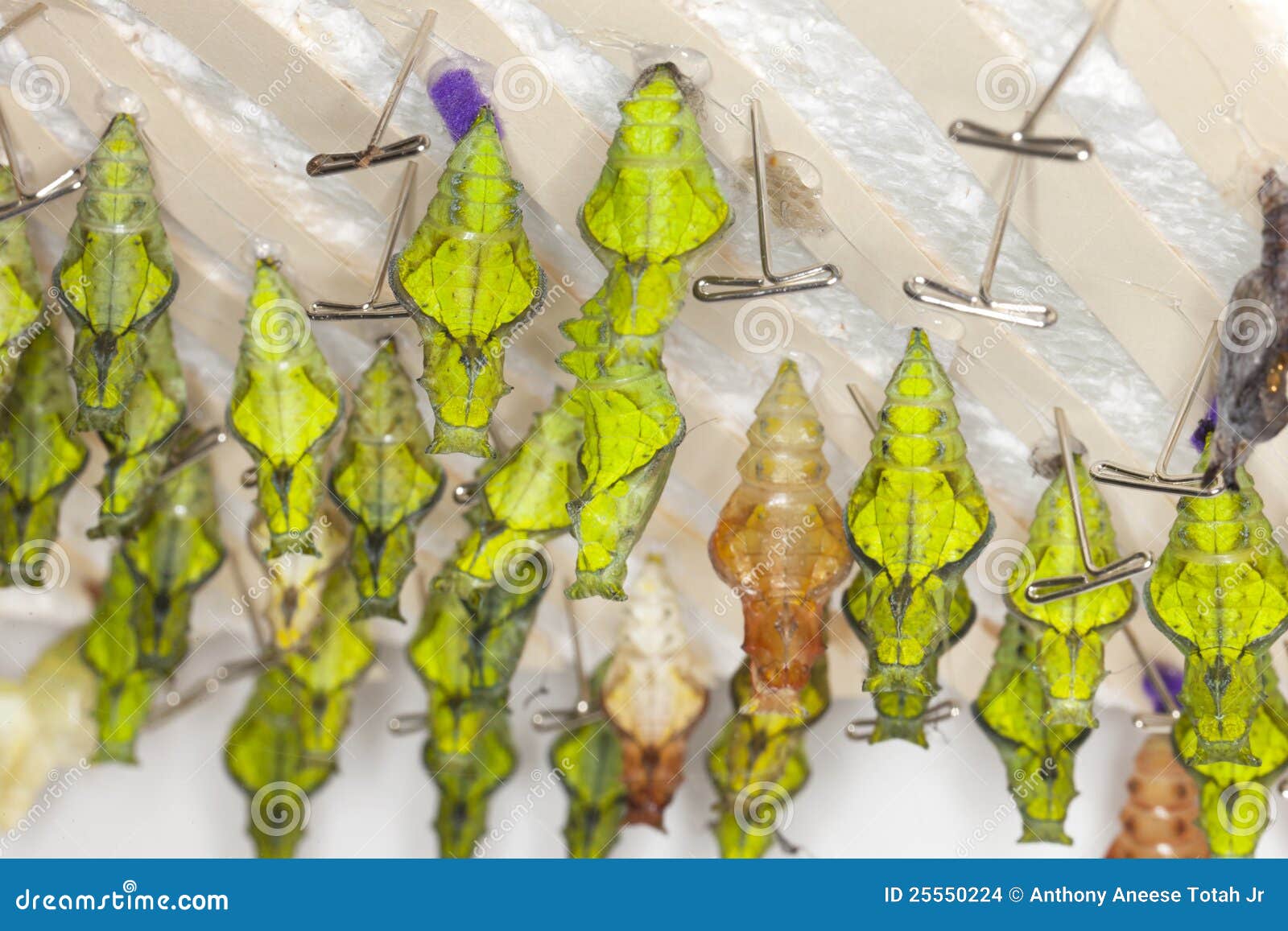 Butterfly Research stock photo. Image of plant, vitality 25550224