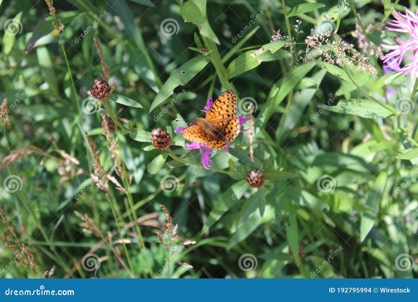 butterfly resting on the flower in lac de l'entonnoir near the bouverans, france