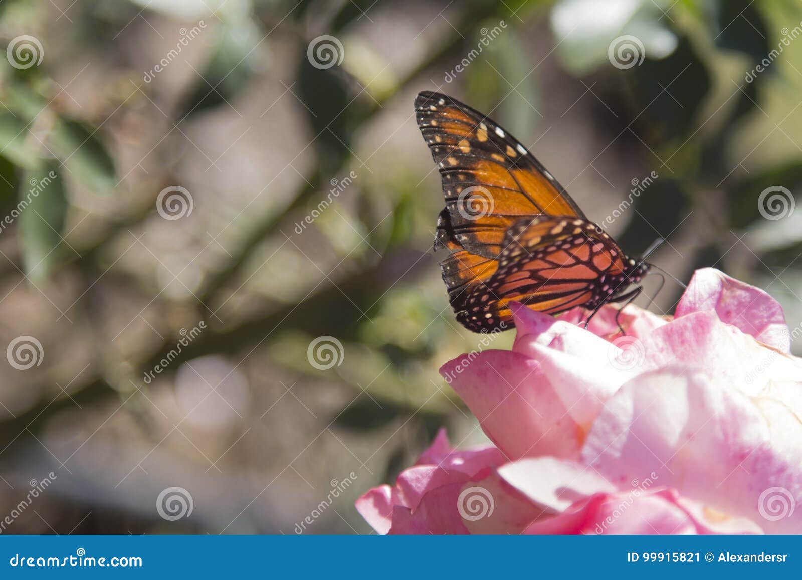 butterfly rosedal de palermo buenos aires argentina latin america south america nice