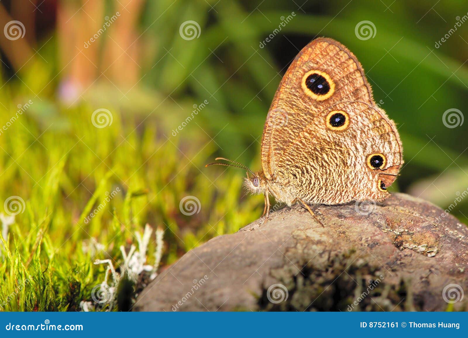 Butterfly s eyes stock image. Image of wings, trees, rock 8752161