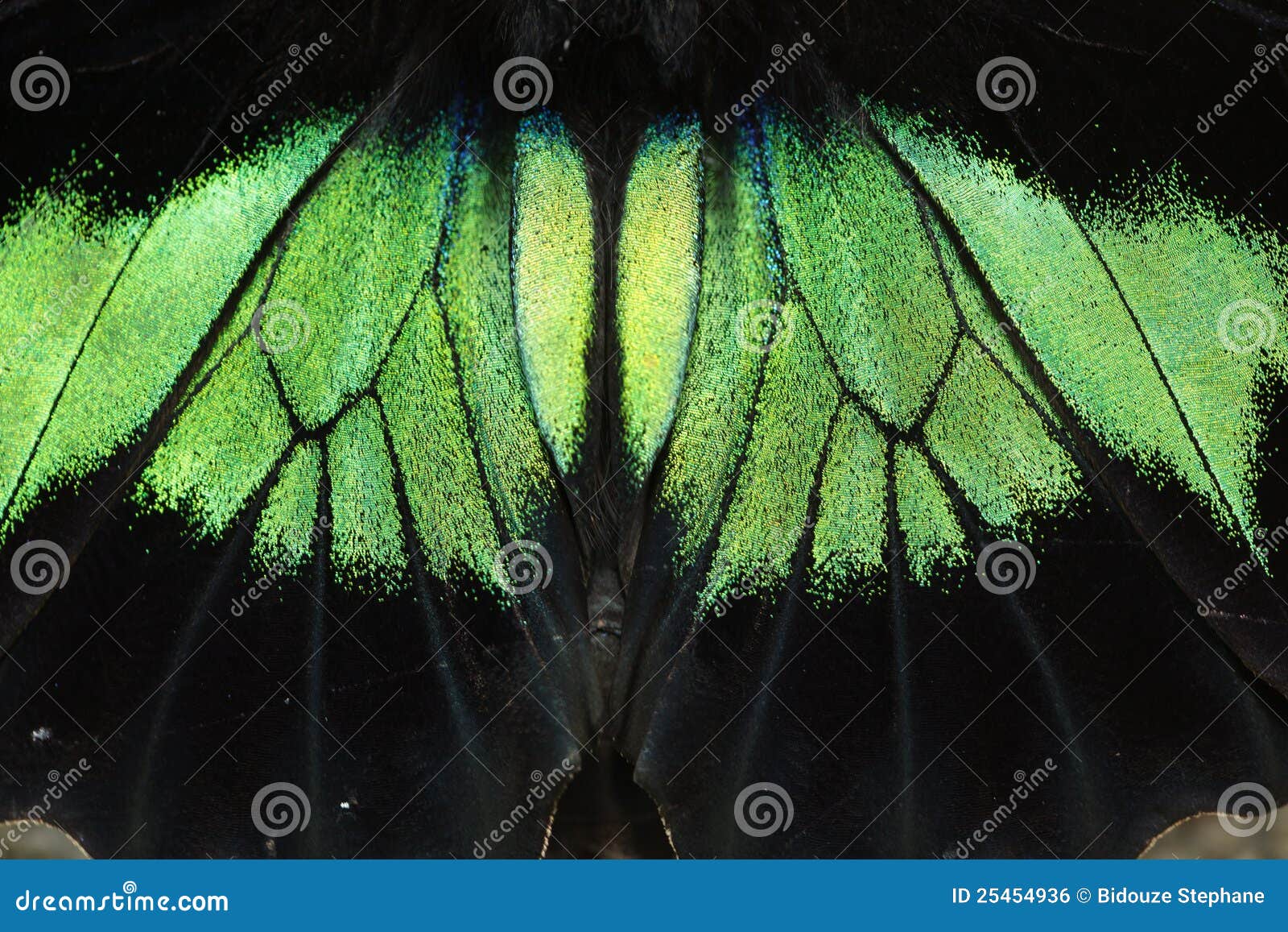Butterfly scale closeup stock photo. Image of green, asia 25454936