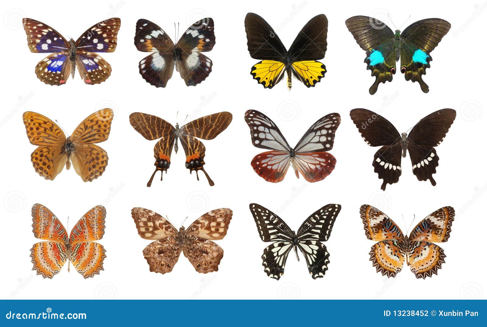 Butterfly set stock photo. Image of elegant, attractive 13238452